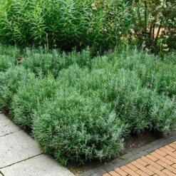 'Hidcote' Lavender -Great Garden Plants Shop lavender hidcote 6 sw