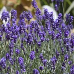 'Hidcote' Lavender -Great Garden Plants Shop lavender hidcote 8 sw