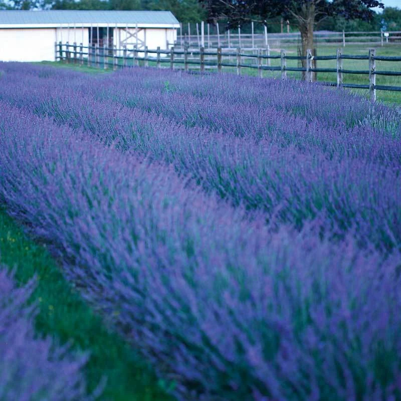 Phenomenal® Lavender Phenomenal® Lavender -Great Garden Plants Shop lavender phenomenal 1