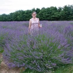 Phenomenal® Lavender 2 Phenomenal® Lavender -Great Garden Plants Shop lavender phenomenal 2