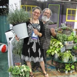 Phenomenal® Lavender 5 Phenomenal® Lavender -Great Garden Plants Shop lavender phenomenal 3