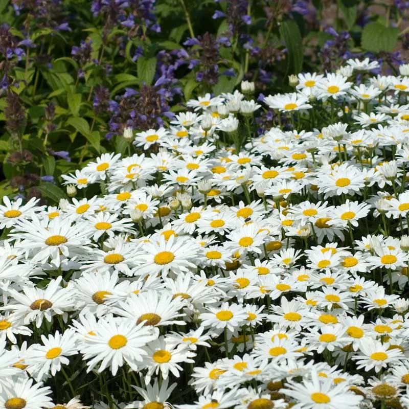 Drought Resistant+ Long Blooming Collection Drought Resistant+ Long Blooming Collection -Great Garden Plants Shop leucanthemum becky shasta daisy 1