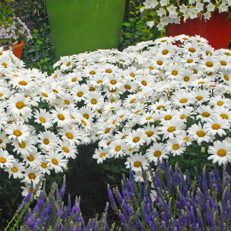 Mother's Day Collection Mother's Day Collection -Great Garden Plants Shop leucanthemum daisy may shasta daisy 2