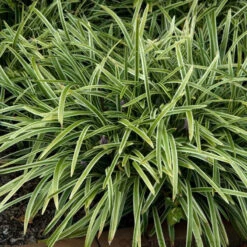 Silver Dragon Variegated Lilyturf
