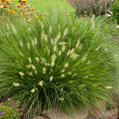 'Little Bunny' Fountain Grass 'Little Bunny' Fountain Grass -Great Garden Plants Shop little bunny fountain grass 1