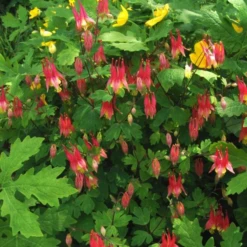 'Little Lanterns' Columbine -Great Garden Plants Shop little lantern aquilegia