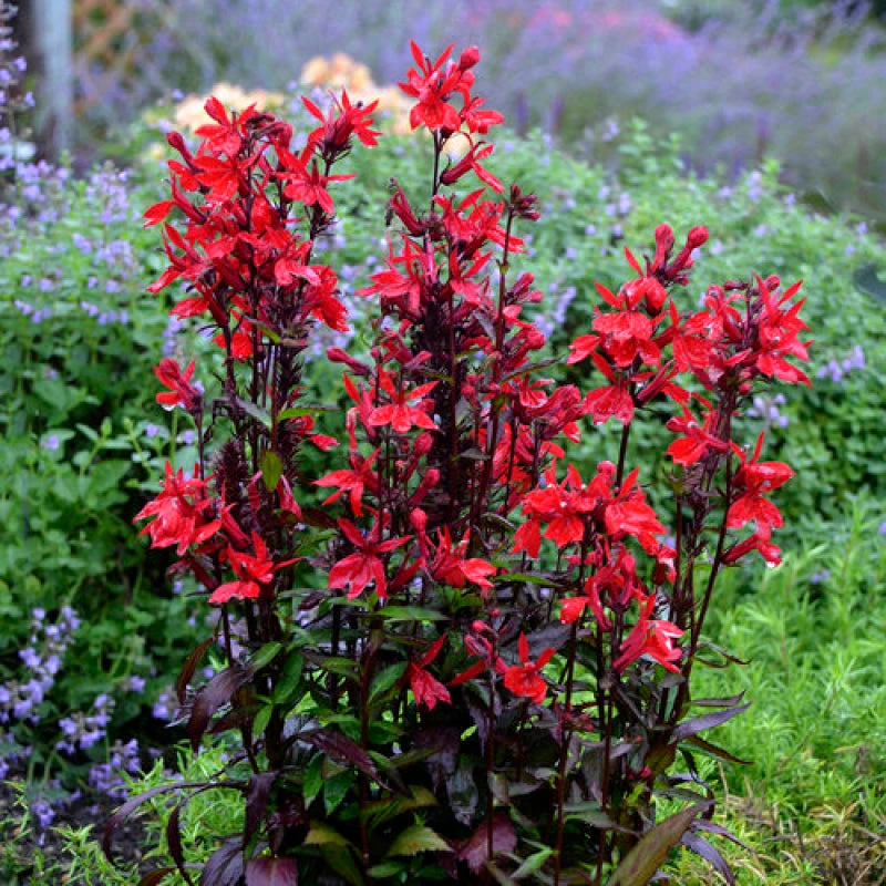 'Vulcan Red' Cardinal Flower 'Vulcan Red' Cardinal Flower -Great Garden Plants Shop lobelia vulcan red 1