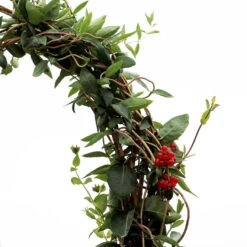 'Scentsation' Honeysuckle Vine -Great Garden Plants Shop lonicera scentsation honeysuckle 5