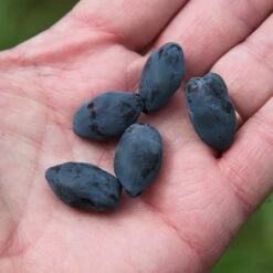 Yezberry Honey Bunch® Japanese Haskap -Great Garden Plants Shop lonicera yezberry honey bunch 3 P