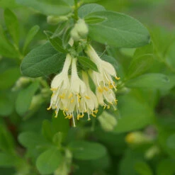 Yezberry® Solo™ Japanese Haskap -Great Garden Plants Shop lonicera yezberry solo 3 P