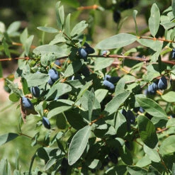 Yezberry Sugar Pie® Japanese Haskap -Great Garden Plants Shop lonicera yezberry sugar pie 2 P