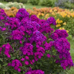 Luminary™ 'Ultraviolet' Tall Garden Phlox -Great Garden Plants Shop luminary ultraviolet phlox 3