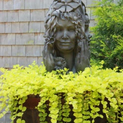 Yellow Creeping Jenny -Great Garden Plants Shop lysimachia aurea creeping jenny 8