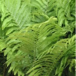 Ostrich Fern -Great Garden Plants Shop matteuccia struthiopteris ostrich fern 2 sw