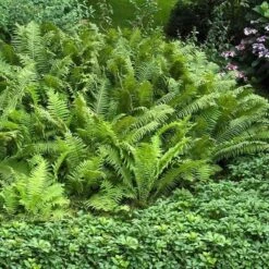 Ostrich Fern -Great Garden Plants Shop matteuccia struthiopteris ostrich fern 3 sw
