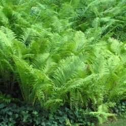 Ostrich Fern -Great Garden Plants Shop matteuccia struthiopteris ostrich fern 5 sw