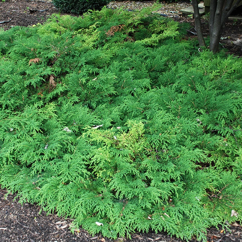 Siberian Cypress Siberian Cypress -Great Garden Plants Shop microbiota decussata 1