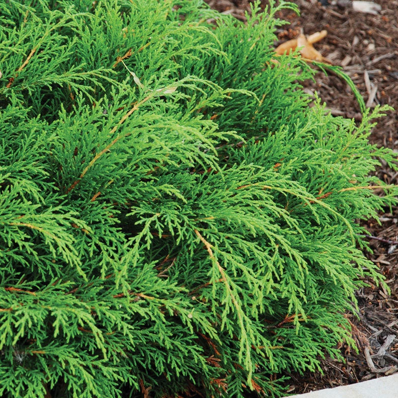Siberian Cypress Siberian Cypress -Great Garden Plants Shop microbiota decussata 2