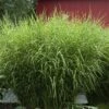 'Zebrinus' Maiden Grass