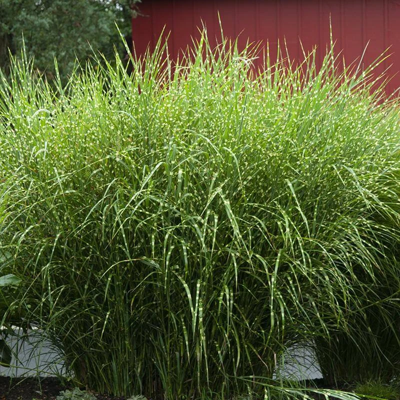 'Zebrinus' Maiden Grass 'Zebrinus' Maiden Grass -Great Garden Plants Shop miscanthus zebrinus 1 sw