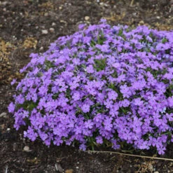 Mountainside™ 'Crater Lake' Phlox -Great Garden Plants Shop mountainside crater lake phlox 2