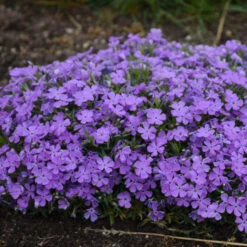 Mountainside™ 'Crater Lake' Phlox -Great Garden Plants Shop mountainside crater lake phlox 3