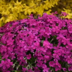 Mountainside™ 'Majestic Magenta' Phlox -Great Garden Plants Shop mountainside majestic magenta phlox 3