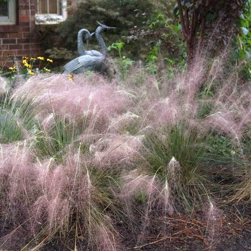 Pink Muhly Grass Pink Muhly Grass -Great Garden Plants Shop muhlenbergia capillars pink muhly grass 1 sw