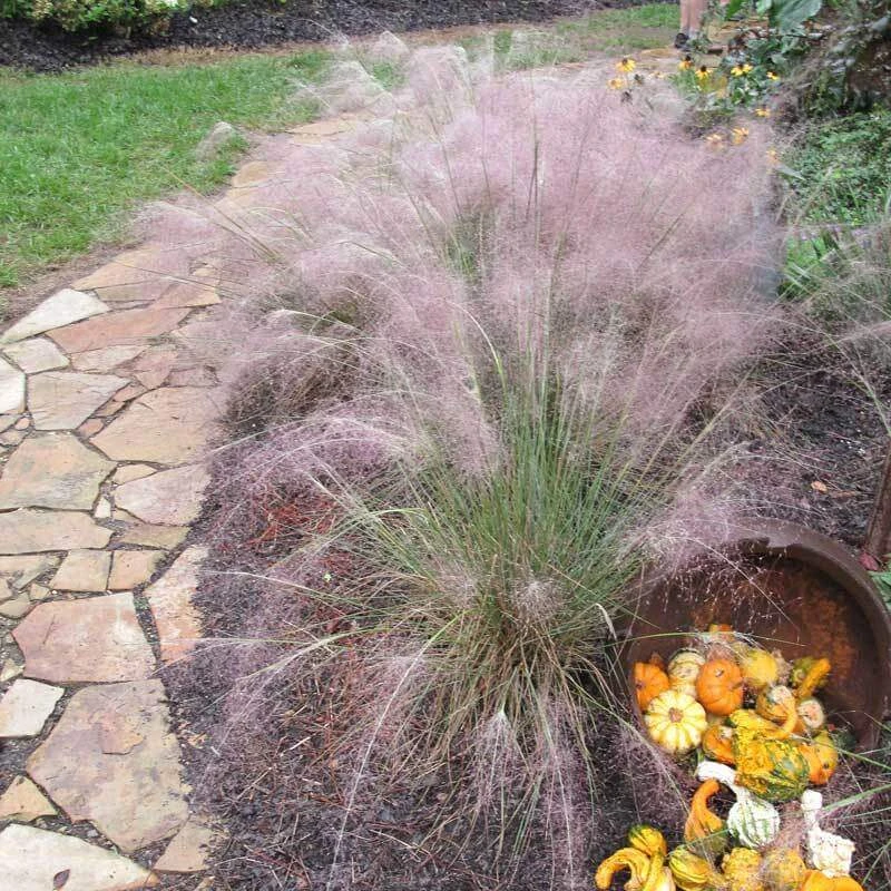 Pink Muhly Grass Pink Muhly Grass -Great Garden Plants Shop muhlenbergia capillars pink muhly grass 2 sw