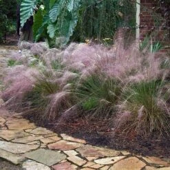 Pink Muhly Grass 2 Pink Muhly Grass -Great Garden Plants Shop muhlenbergia capillars pink muhly grass 3 sw