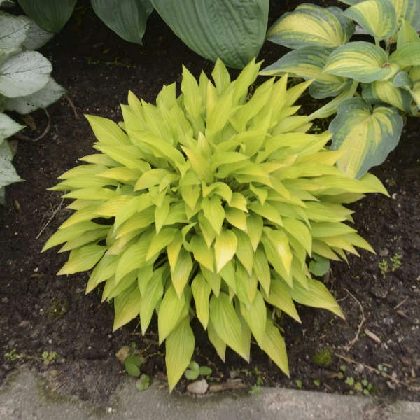 'Munchkin Fire' Hosta 'Munchkin Fire' Hosta -Great Garden Plants Shop munchkin fire hosta 1