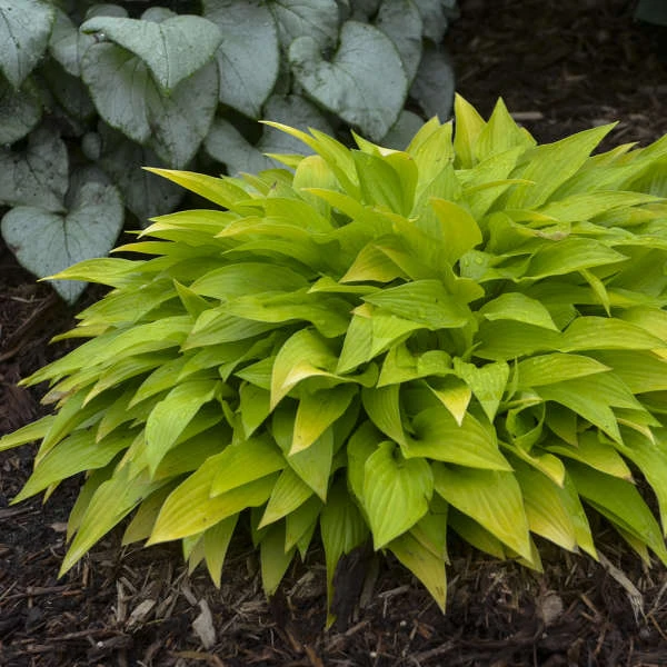 'Munchkin Fire' Hosta 'Munchkin Fire' Hosta -Great Garden Plants Shop munchkin fire hosta 2