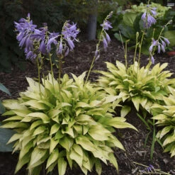 'Munchkin Fire' Hosta 3 'Munchkin Fire' Hosta -Great Garden Plants Shop munchkin fire hosta 4