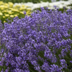 Munstead Lavender -Great Garden Plants Shop munstead lavender perennial