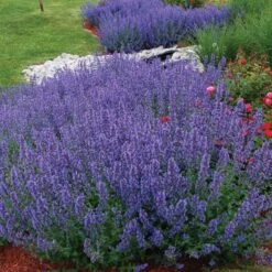 Drought Resistant+ Long Blooming Collection 3 Drought Resistant+ Long Blooming Collection -Great Garden Plants Shop nepeta walkers low catmint 1 82af1ac4 82ee 48eb a54e 6ba5dd40a07d