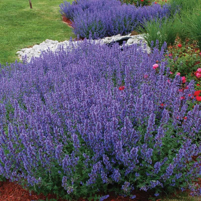 Drought Resistant+ Long Blooming Collection Drought Resistant+ Long Blooming Collection -Great Garden Plants Shop nepeta walkers low catmint 1 82af1ac4 82ee 48eb a54e 6ba5dd40a07d