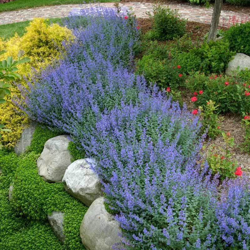 Walker's Low Catmint Walker's Low Catmint -Great Garden Plants Shop nepeta walkers low catmint 3