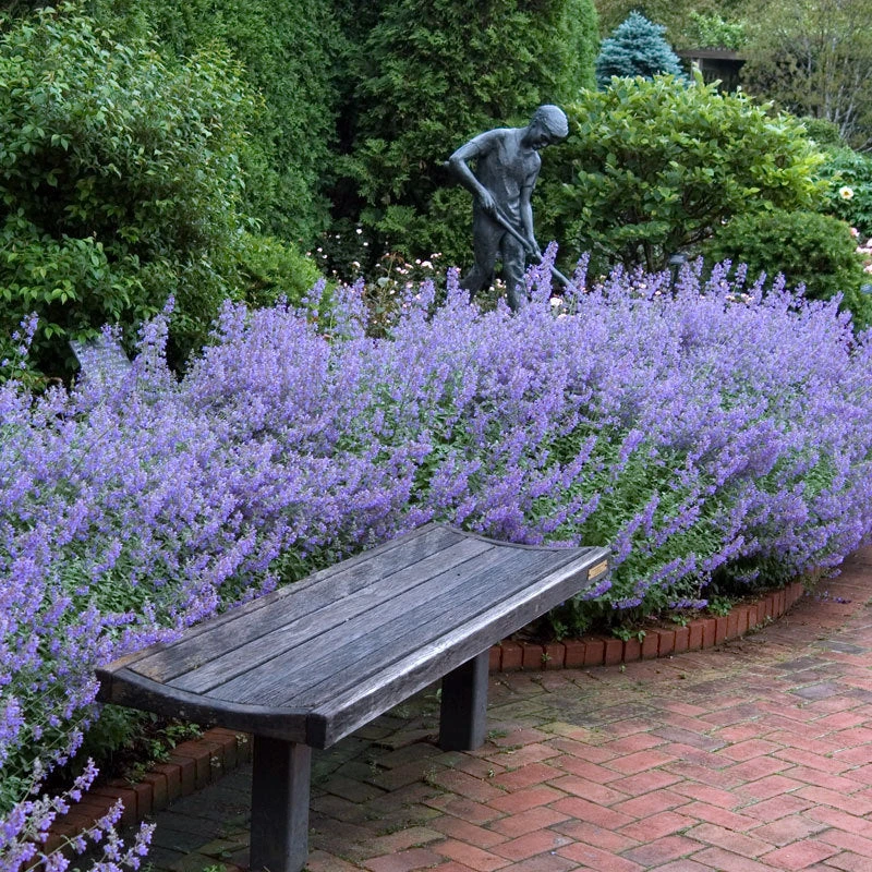 Walker's Low Catmint Walker's Low Catmint -Great Garden Plants Shop nepeta walkers low catmint 4