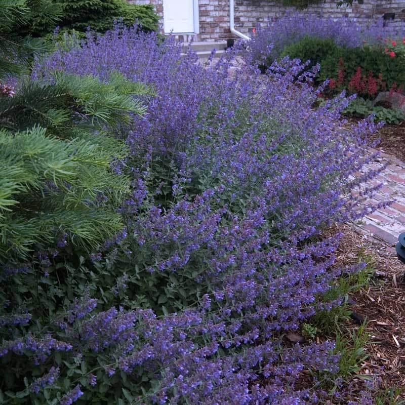 Walker's Low Catmint Walker's Low Catmint -Great Garden Plants Shop nepeta walkers low catmint 6