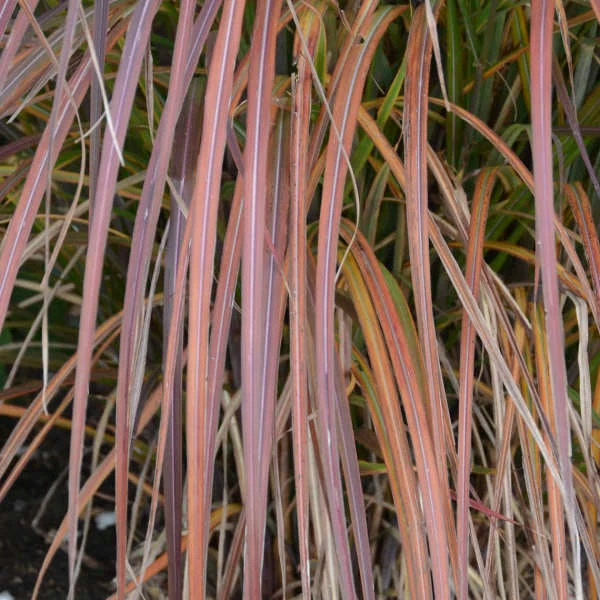 'Oktoberfest' Maiden Grass 'Oktoberfest' Maiden Grass -Great Garden Plants Shop oktoberfest miscanthus 3