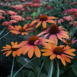 Color Coded™ 'Orange You Awesome' Coneflower -Great Garden Plants Shop orange you awesome coneflower 3