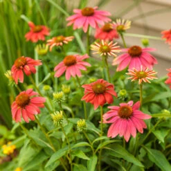 Color Coded™ 'Orange You Awesome' Coneflower -Great Garden Plants Shop orange you awesome coneflower 4