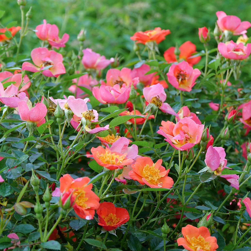 Oso Easy® Hot Paprika® Rose Oso Easy® Hot Paprika® Rose -Great Garden Plants Shop oso easy hot paprika rose 10