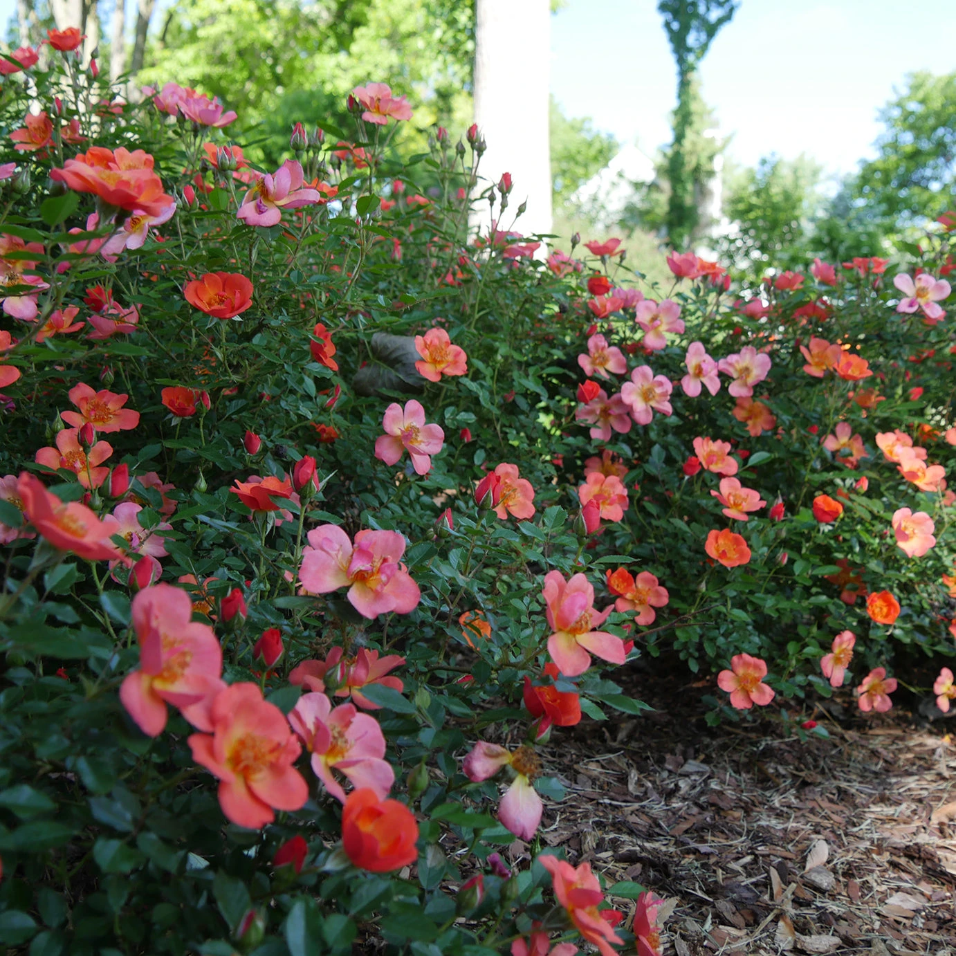 Oso Easy® Hot Paprika® Rose Oso Easy® Hot Paprika® Rose -Great Garden Plants Shop oso easy hot paprika rose 11