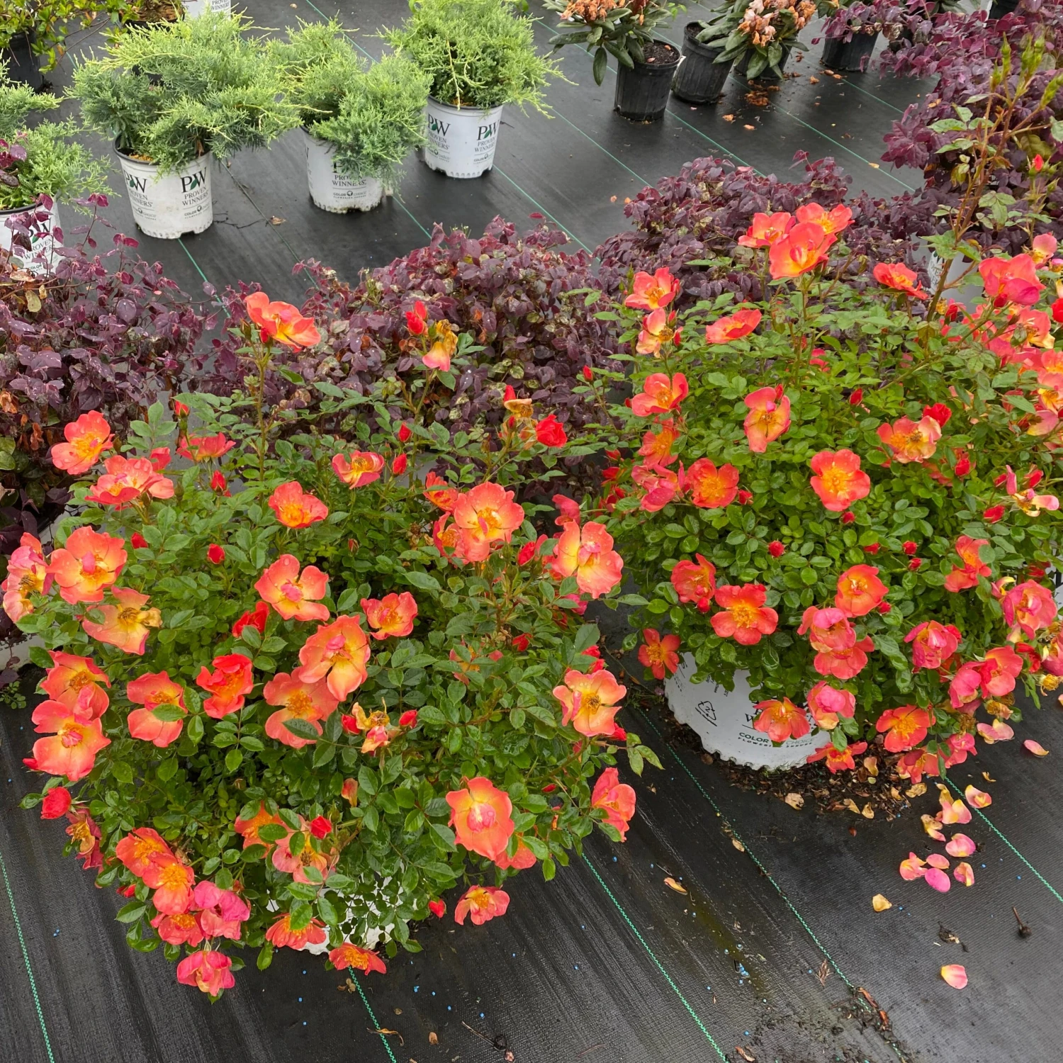 Oso Easy® Hot Paprika® Rose Oso Easy® Hot Paprika® Rose -Great Garden Plants Shop oso easy hot paprika rose 4 scaled