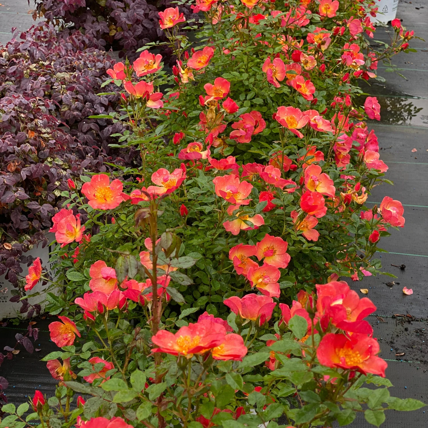 Oso Easy® Hot Paprika® Rose Oso Easy® Hot Paprika® Rose -Great Garden Plants Shop oso easy hot paprika rose 5 scaled