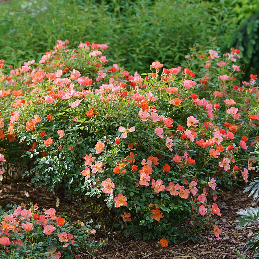 Oso Easy® Hot Paprika® Rose Oso Easy® Hot Paprika® Rose -Great Garden Plants Shop oso easy hot paprika rose 6
