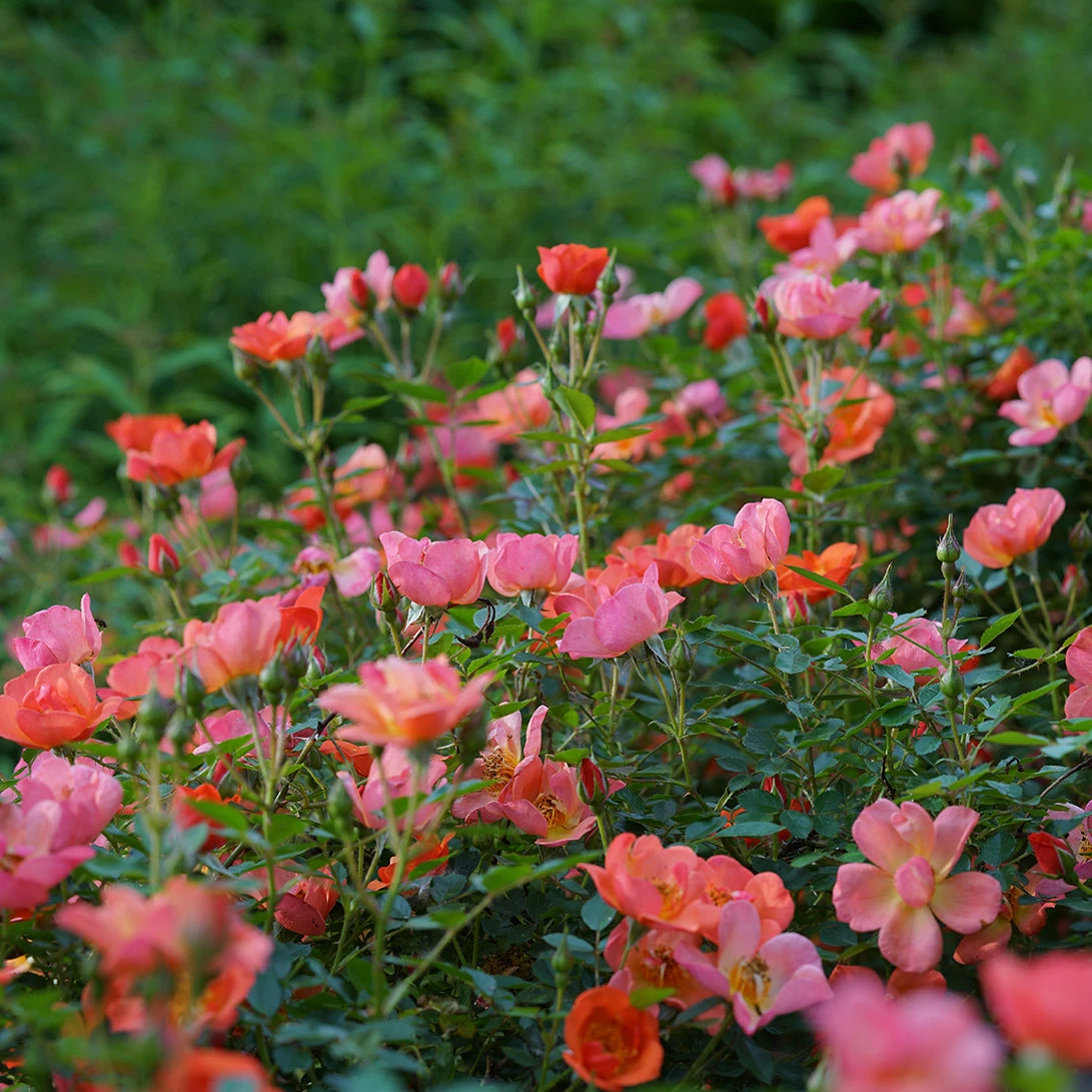 Oso Easy® Hot Paprika® Rose Oso Easy® Hot Paprika® Rose -Great Garden Plants Shop oso easy hot paprika rose 7