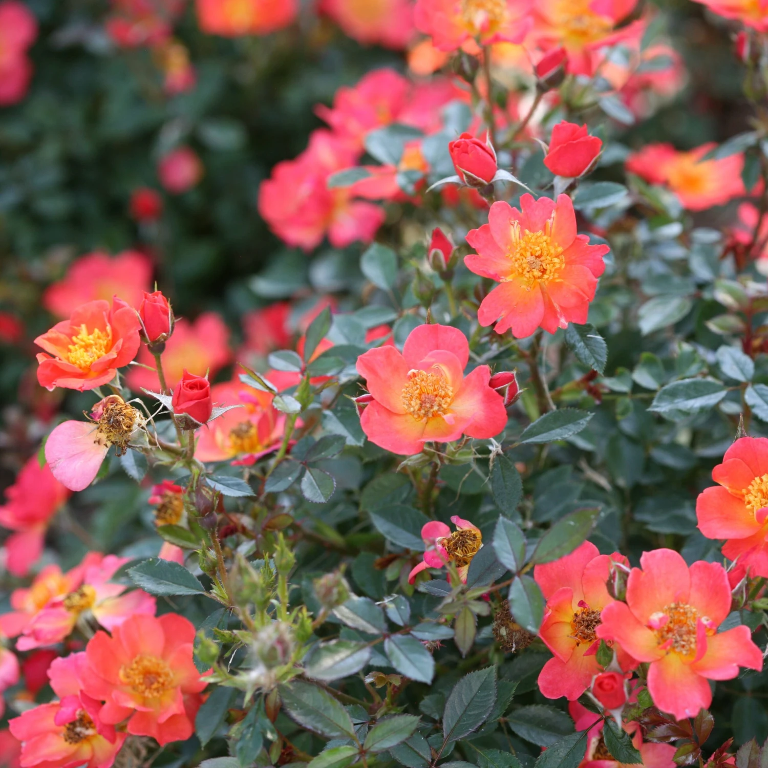 Oso Easy® Hot Paprika® Rose Oso Easy® Hot Paprika® Rose -Great Garden Plants Shop oso easy hot paprika rose 9 scaled