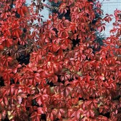 Red Wall® Virginia Creeper -Great Garden Plants Shop parthenocissus red wall virginia creeper 4
